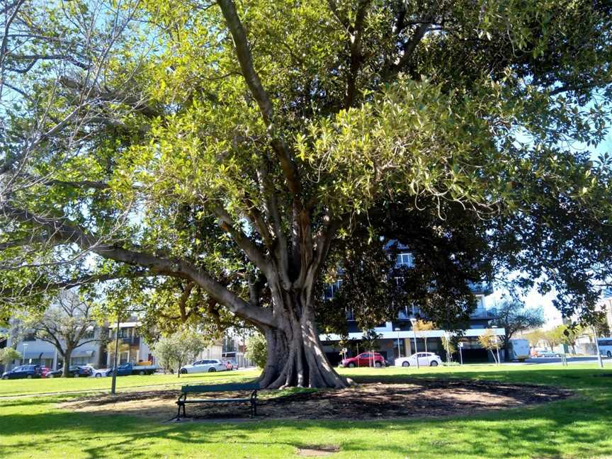 The Forest of Dreams, Adelaide, SA