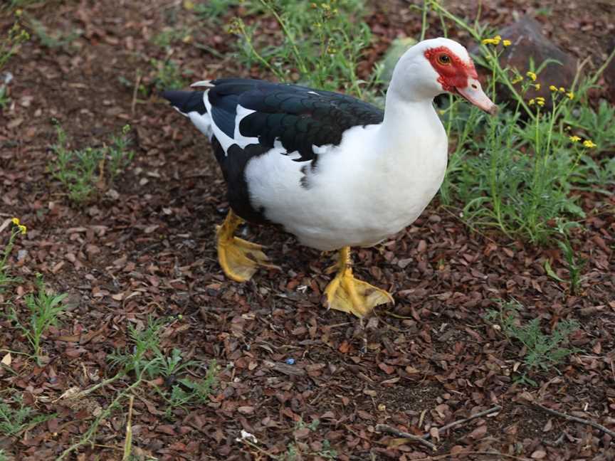 Waterloo Plains Environmental Park, Wandoan, QLD