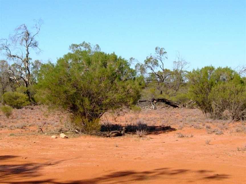 Danggali Conservation Park, Renmark, SA