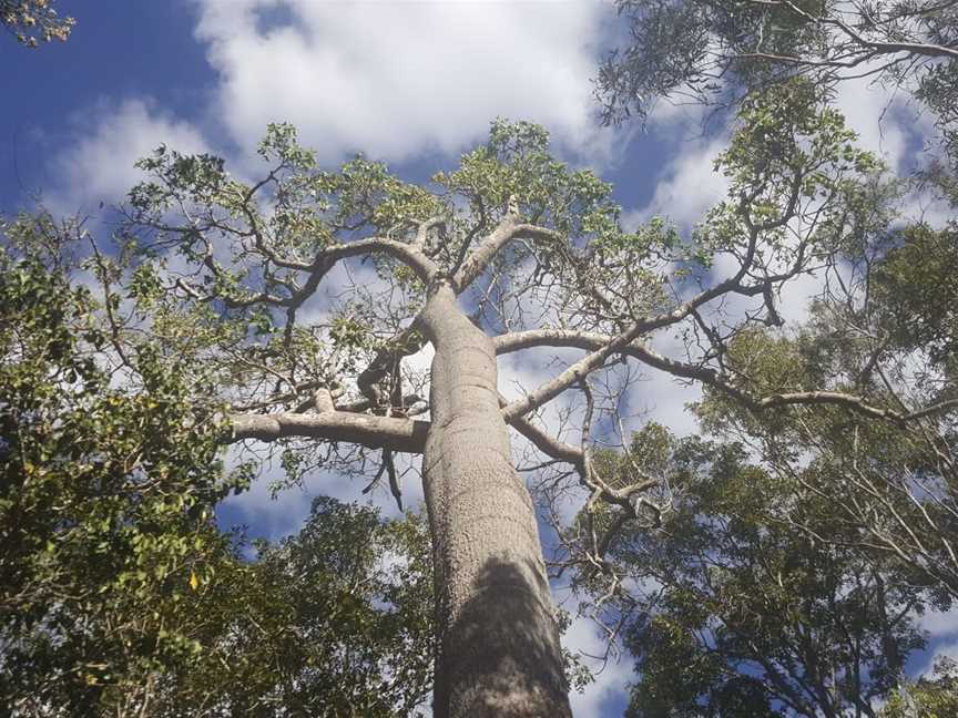 Forty Mile Scrub National Park, Mount Garnet, QLD