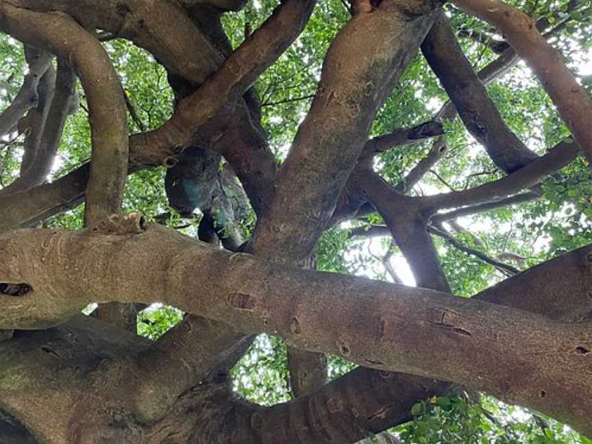 Heritage Fig Tree, Miriam Vale, QLD