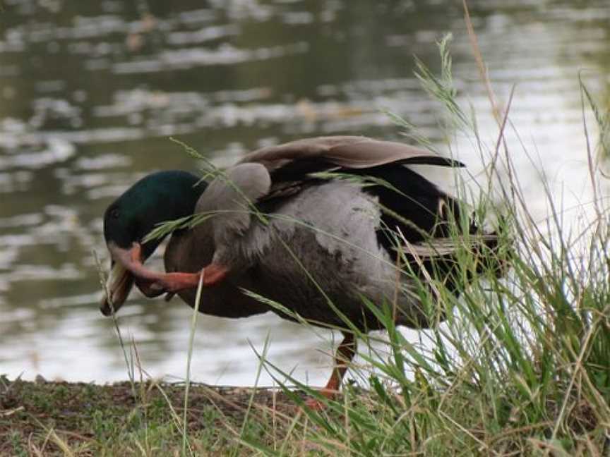 Lake Knox Sanctuary, Knoxfield, VIC