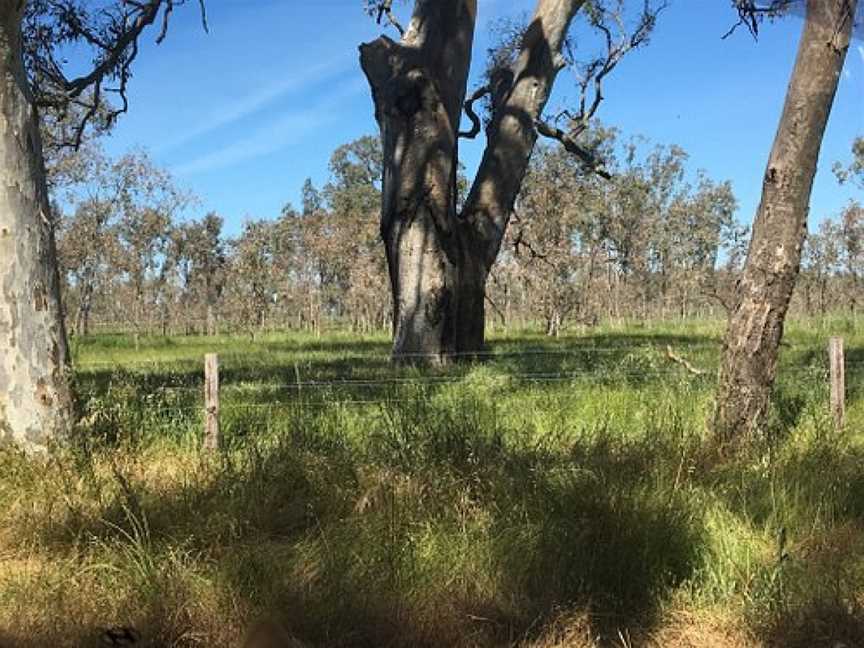 Leah Swamp Wildlife Reserve, Apsley, VIC