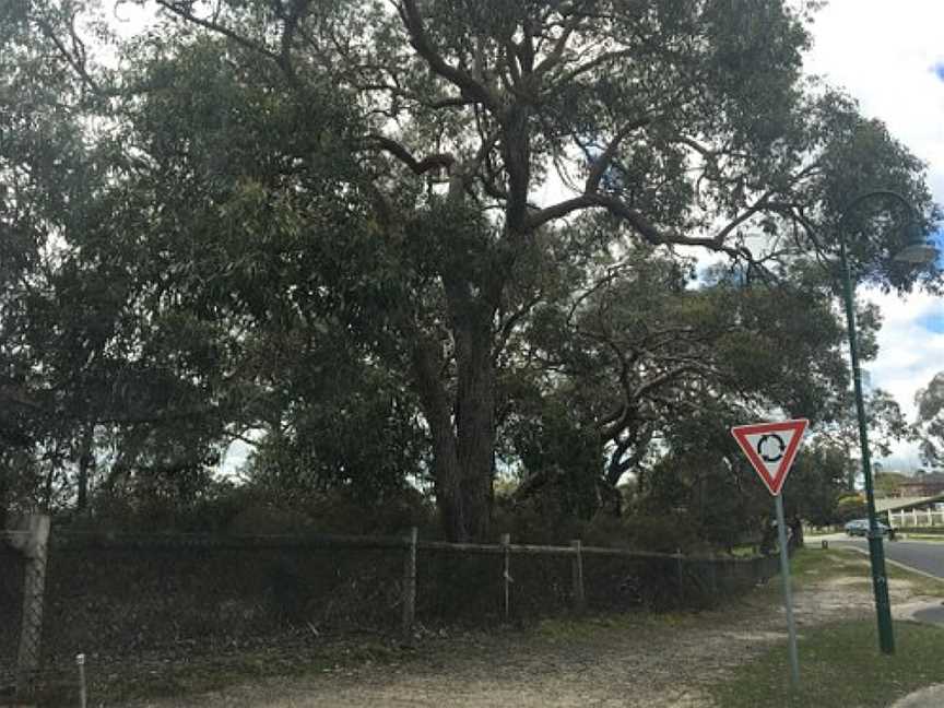 Monique Bushland Reserve, Langwarrin, VIC