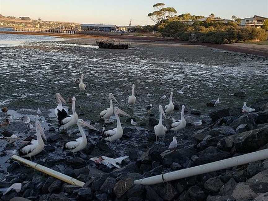 San Remo Pelican Feeding, San Remo, VIC