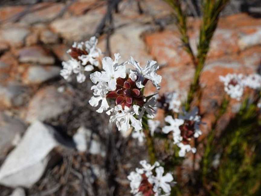 Sepulcralis Hill Lookout, Hopetoun, WA