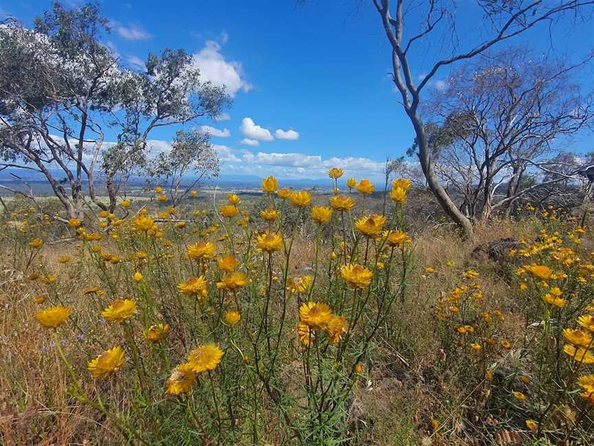 Warby Tower Lookout, Wangaratta, VIC