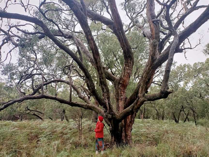 Witternberg Reserve, Frankston, VIC