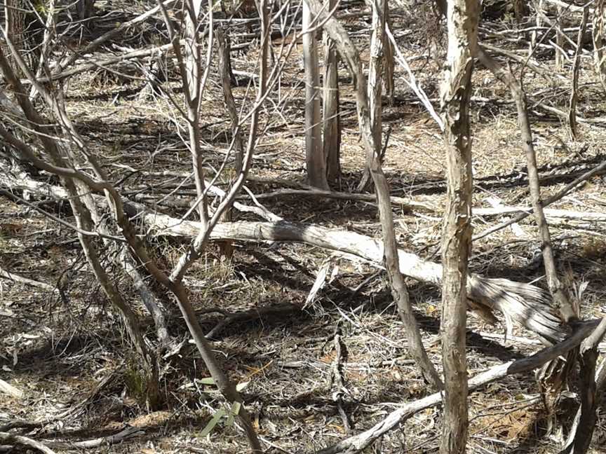 Breelong National Park, Dubbo, NSW