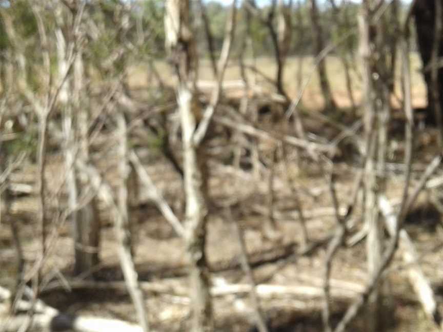 Breelong National Park, Dubbo, NSW