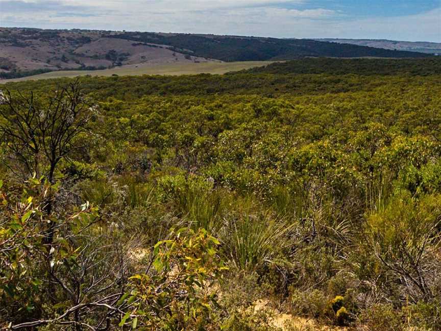 Cox Scrub Conservation Park, Ashbourne, SA