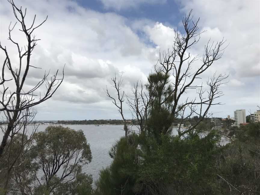 Dryandra Lookout, Kings Park, WA