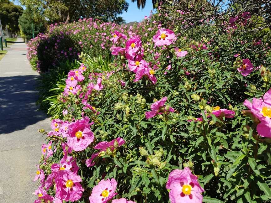 Garden Avenue Reserve, Glen Huntly, VIC