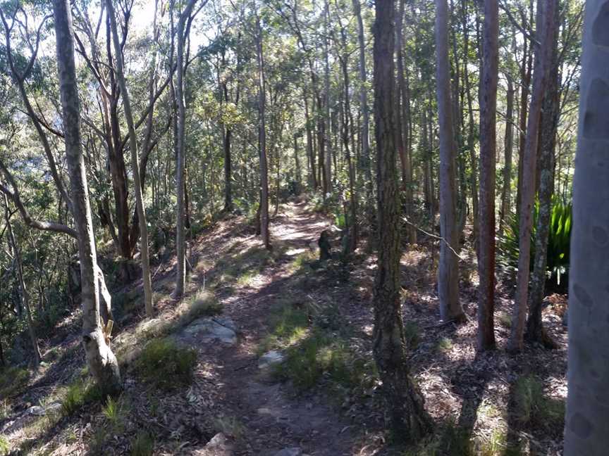 Heaton State Forest, Toronto, NSW