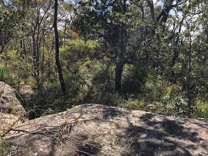 Hillcrest Avenue Fire Trail, Faulconbridge, NSW