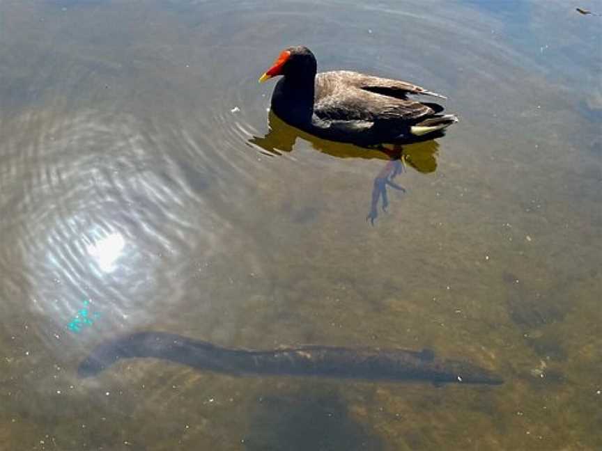 Lake Northam, Camperdown, NSW