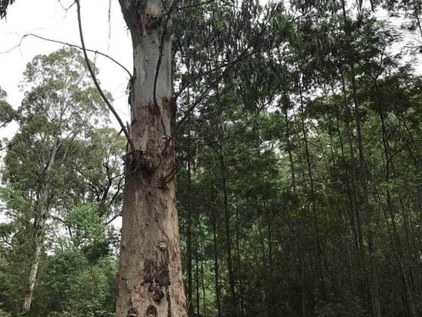 Lawson Picnic Ground, Labertouche, VIC