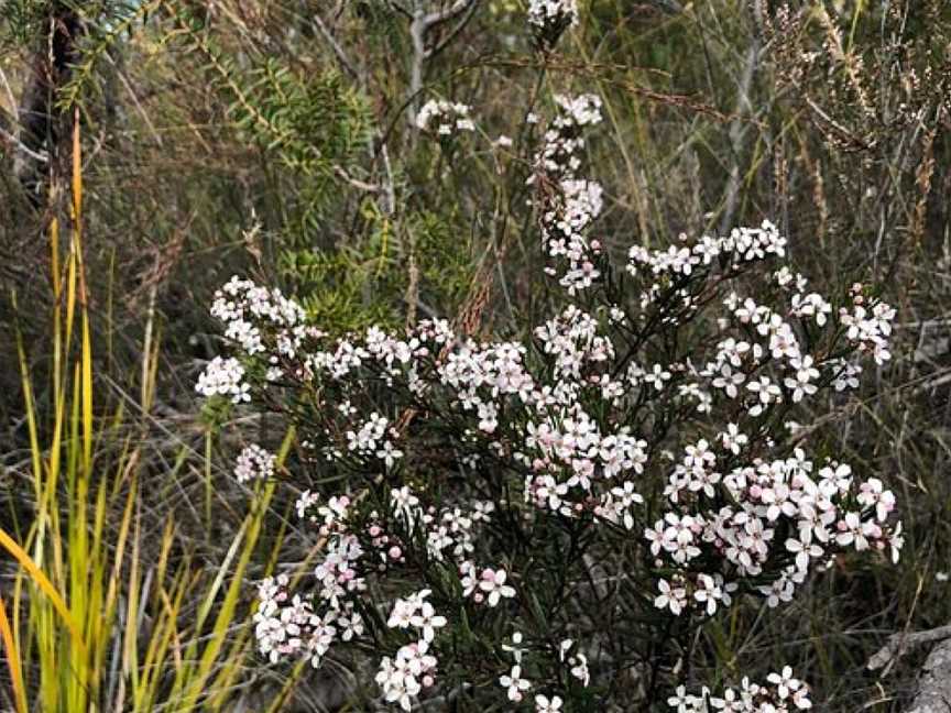 Linden Trail, Woodford, NSW