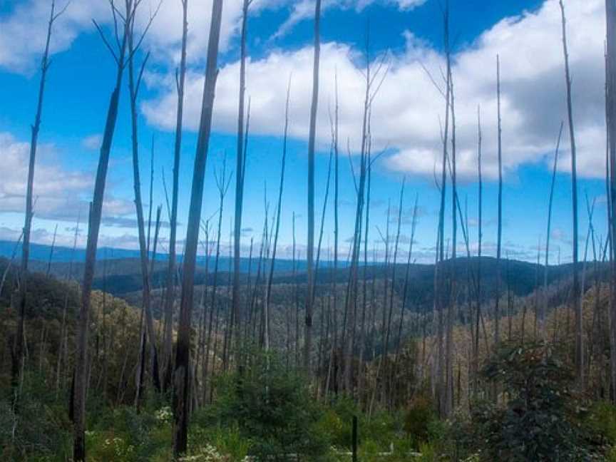 Macalister Gorge Scenic Reserve, Licola, VIC