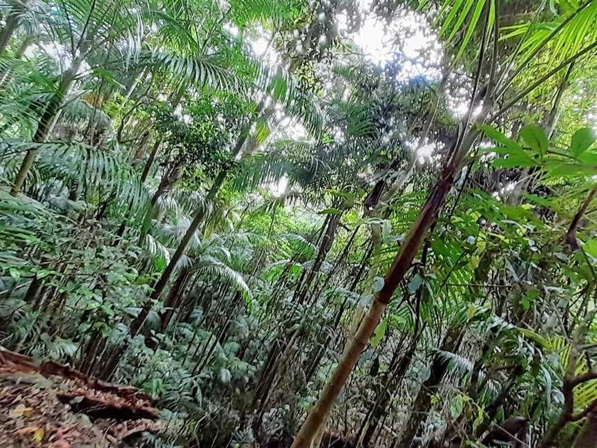 Manitsky Park, Tamborine Mountain, QLD