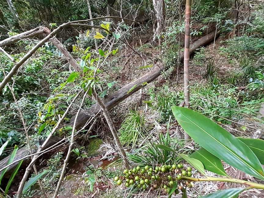 Manitsky Park, Tamborine Mountain, QLD