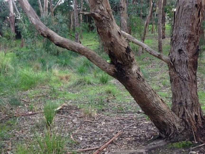 Nangathan Flora Reserve, Croydon, SA