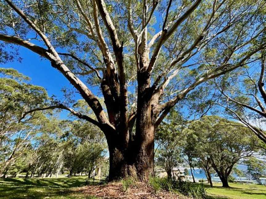 Neil Carroll Park, Nelson Bay, NSW