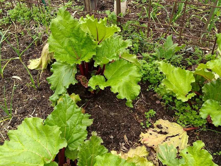 Newstead Community Garden, Newstead, VIC