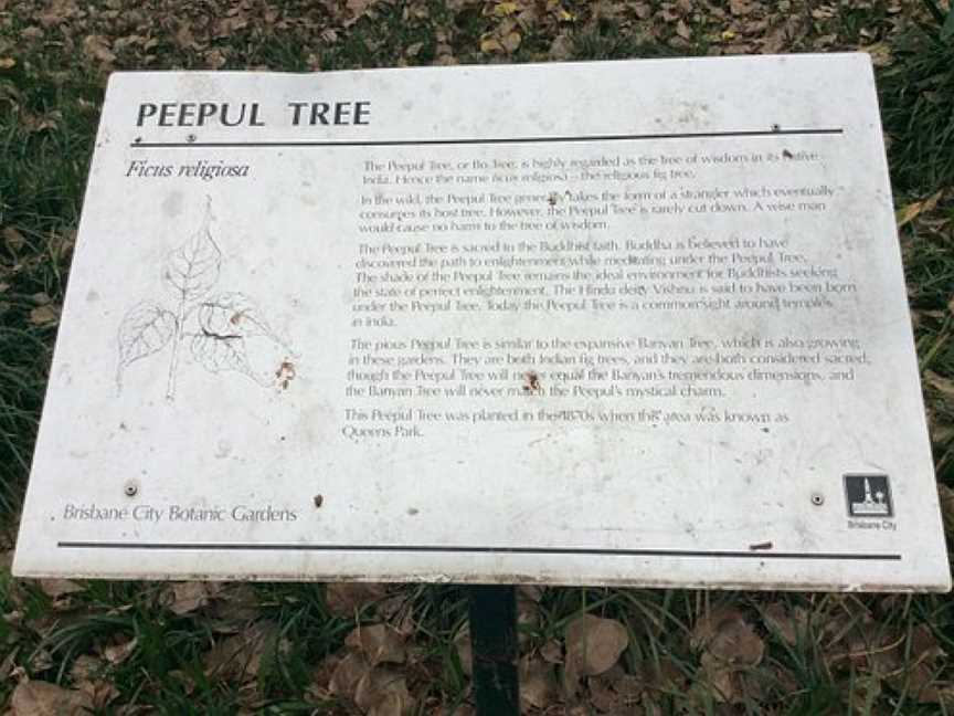 Peepul Tree, Brisbane, QLD