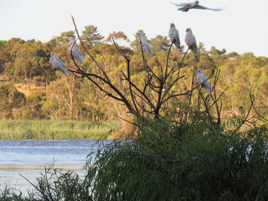 Swanport Reserve, Murray Bridge, SA