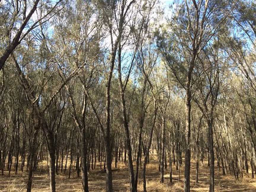 Wait Jen Trail, Wagin, WA