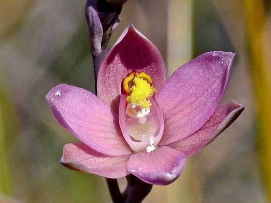 West Wail Flora and Fauna Reserve, Horsham, VIC