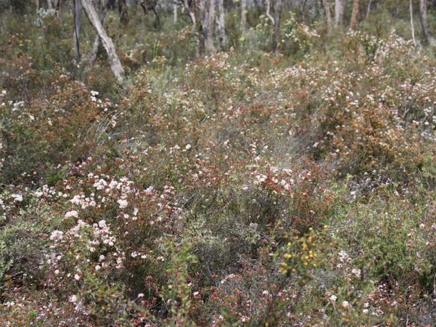 Wax Garden Conservation Reserve, St Arnaud, VIC