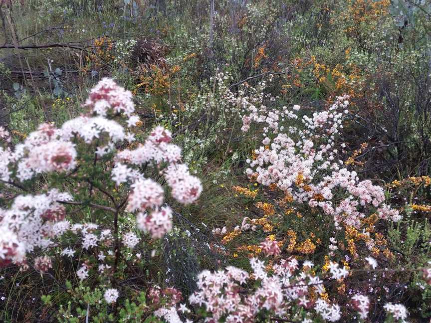 Wax Garden Conservation Reserve, St Arnaud, VIC