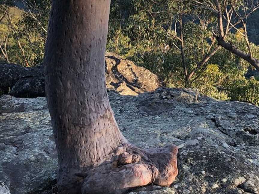 Yondell Street Fire Trail, Springwood, NSW