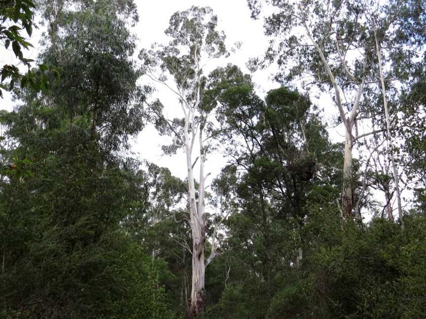 Coopracambra National Park, Wolli Creek, NSW