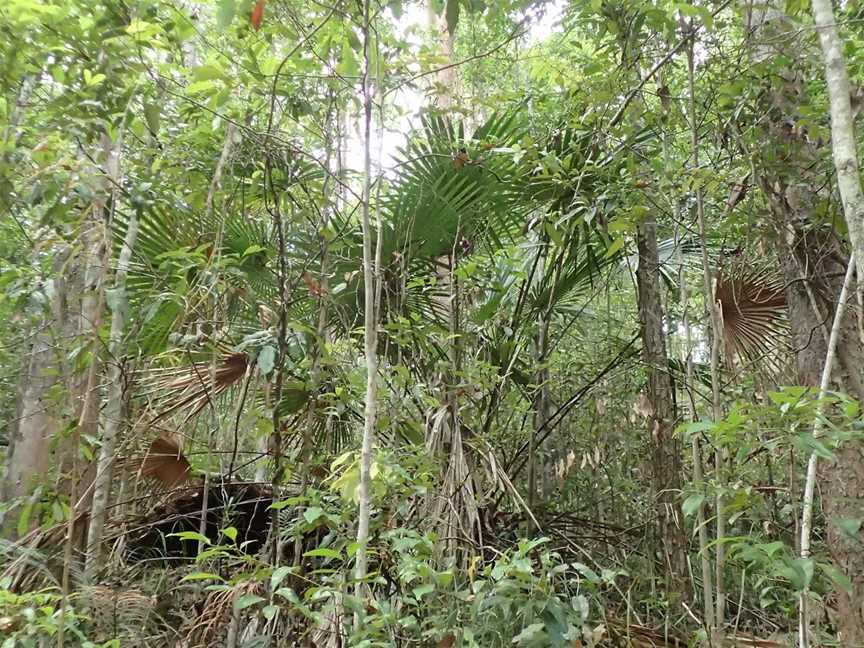 Eudlo Creek National Park, Palmwoods, QLD