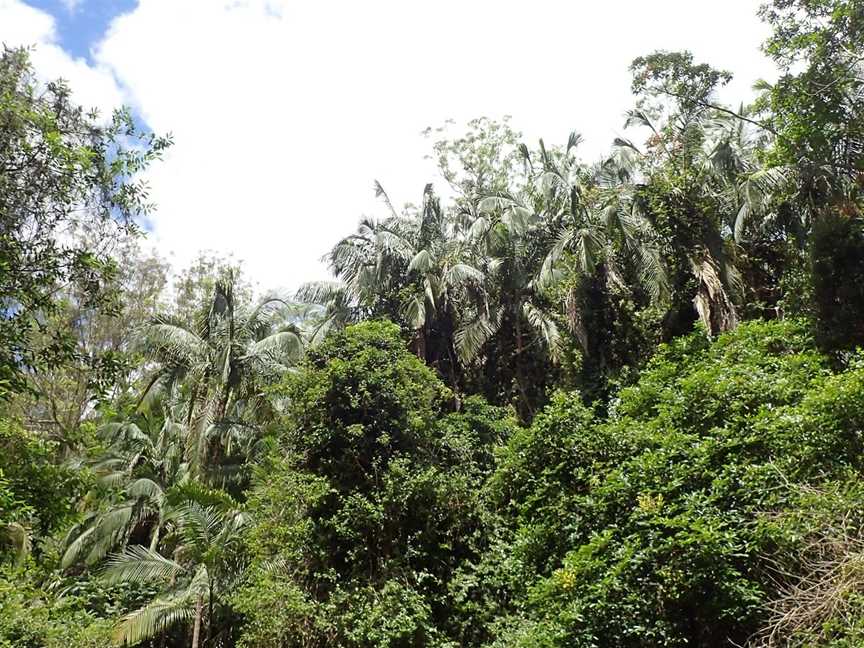 Eudlo Creek National Park, Palmwoods, QLD