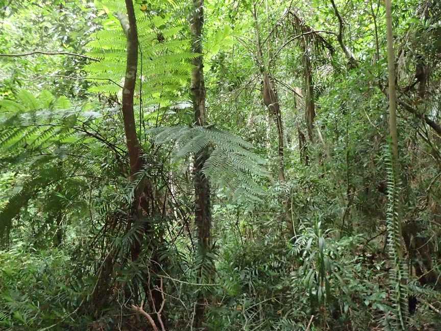 Eudlo Creek National Park, Palmwoods, QLD