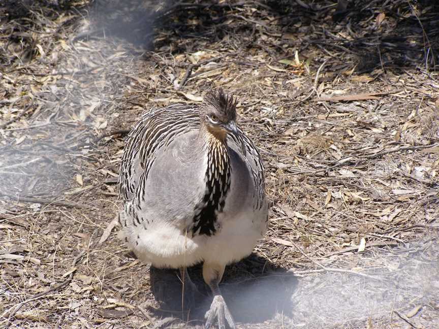 Gum Lagoon Conservation Park, Keith, SA