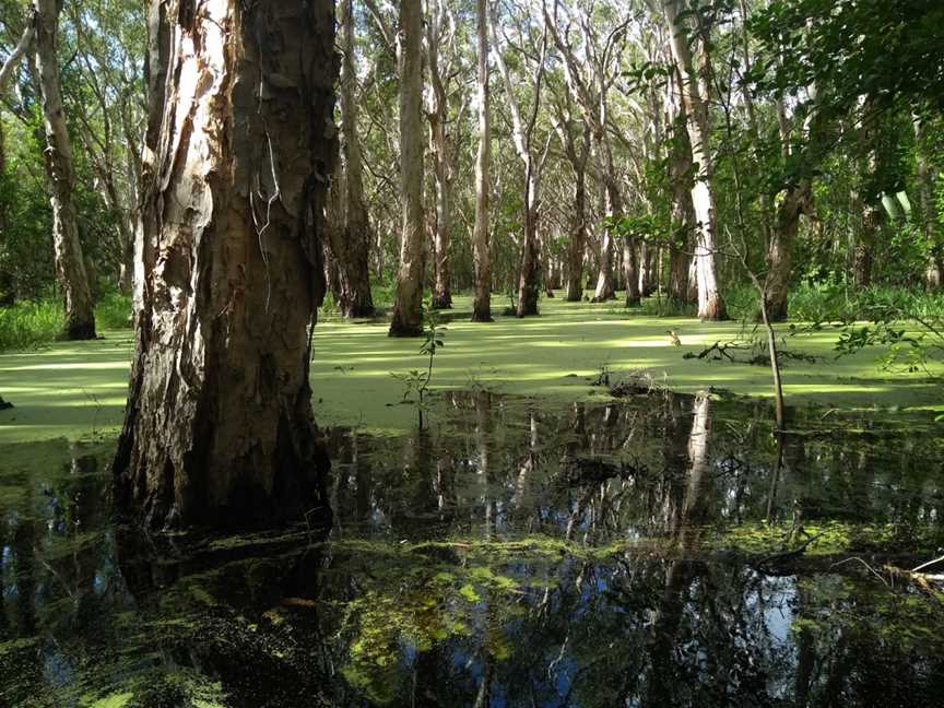 Kommo Toera Trail, Mackay, QLD