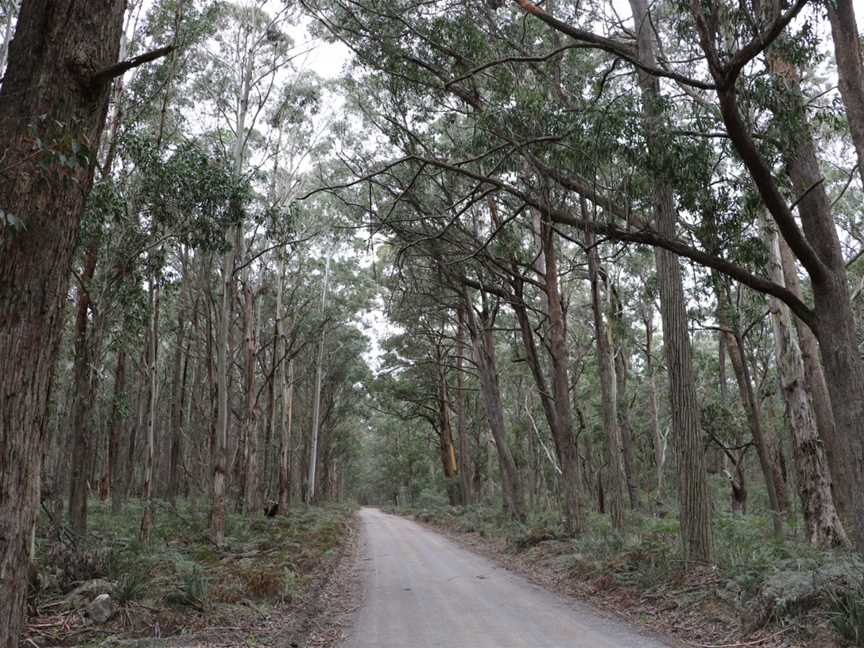 Mares Forest National Park, Oberon, NSW