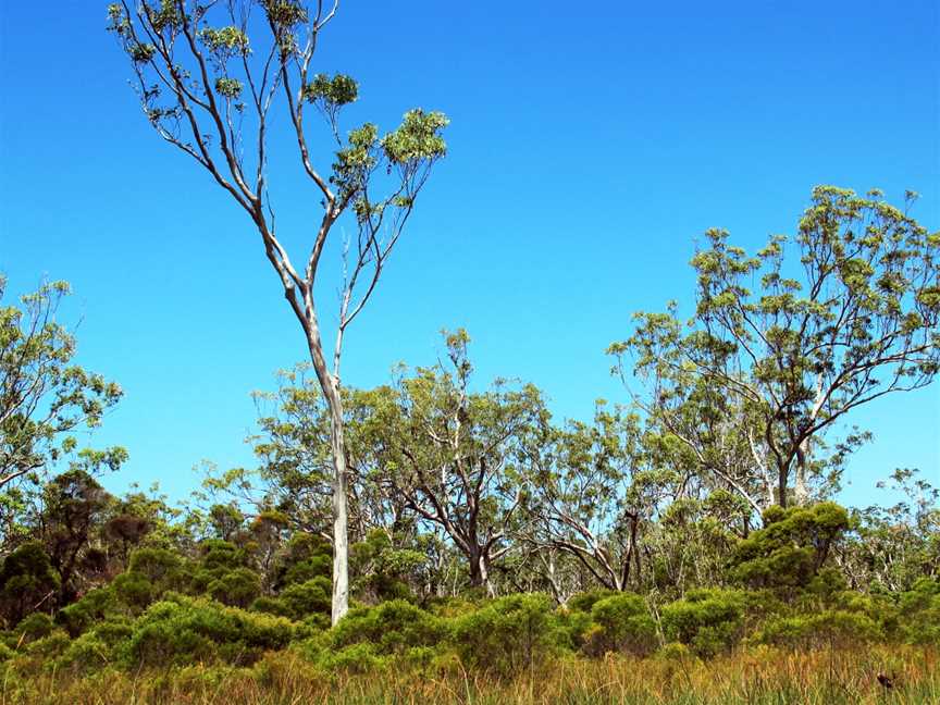 Mooloolah River National Park, Sippy Downs, QLD