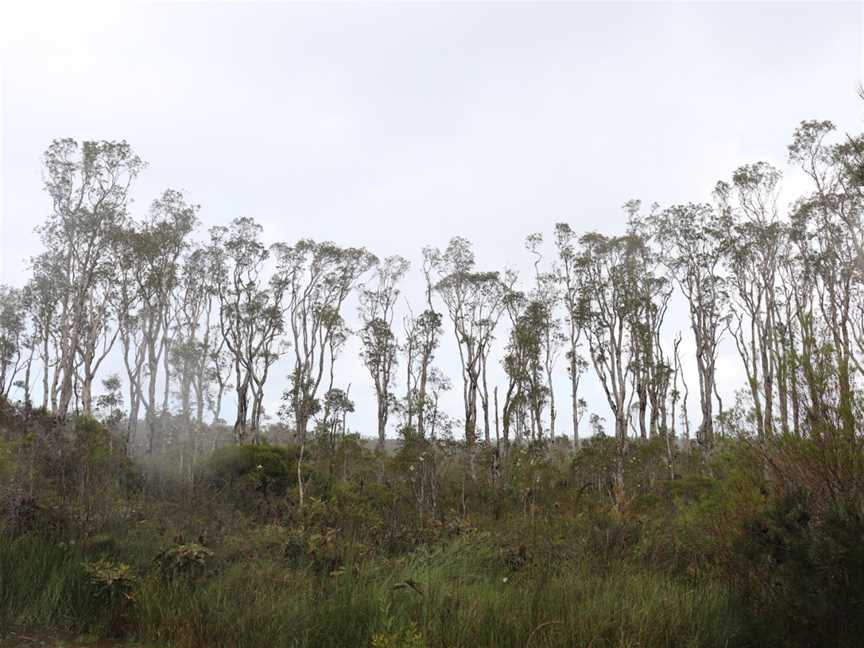 Mooloolah River National Park, Sippy Downs, QLD