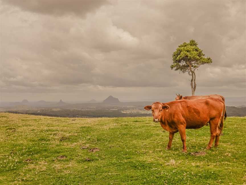 One Tree Hill Maleny, Maleny, QLD