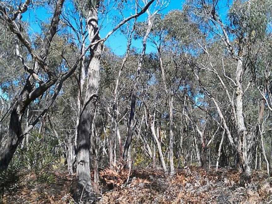 Rennick State Forest, Nelson, VIC