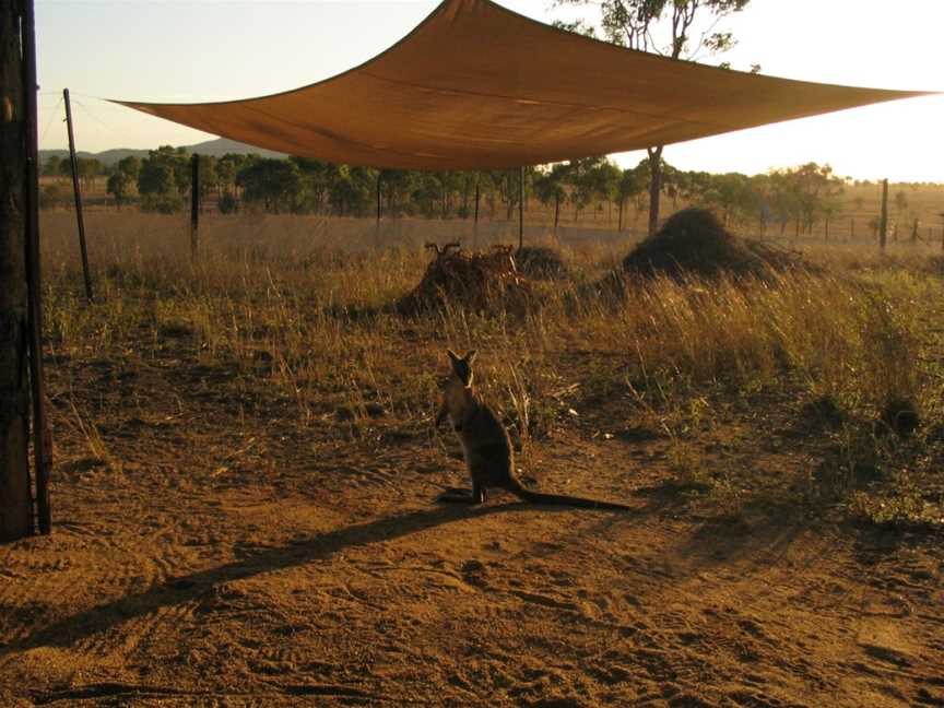 Taunton National Park, Dingo, QLD