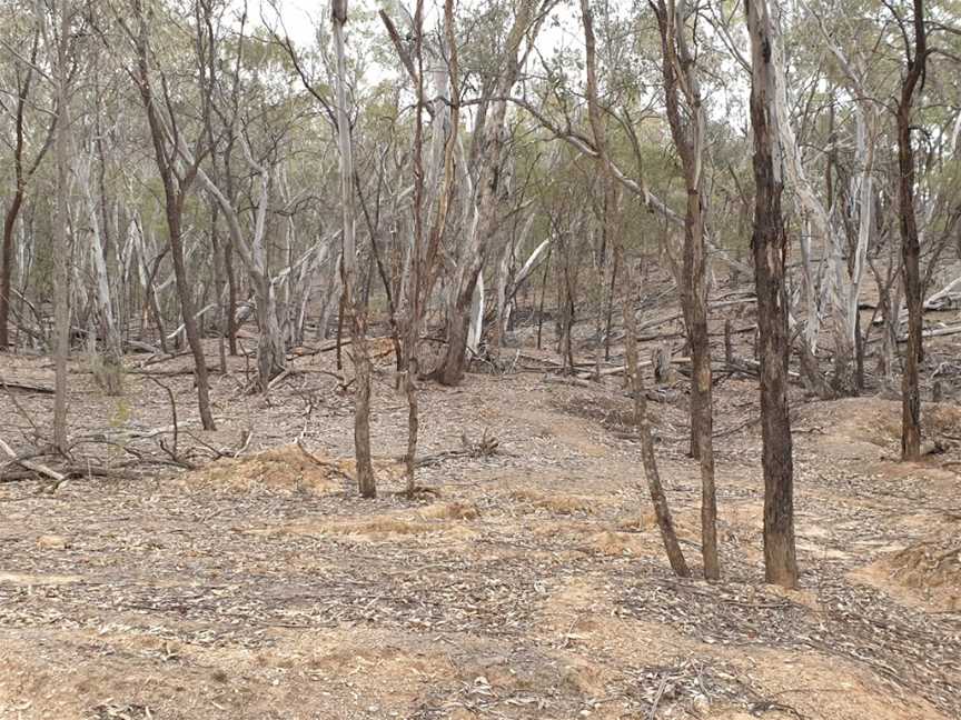 Yarrobil National Park, Gulgong, NSW