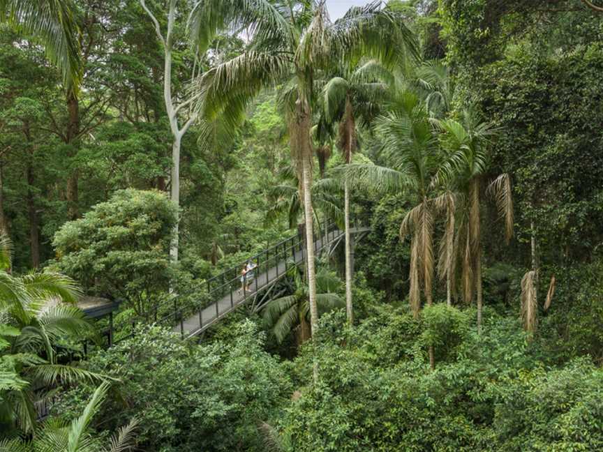 Tamborine Rainforest Skywalk, Tamborine Mountain, QLD