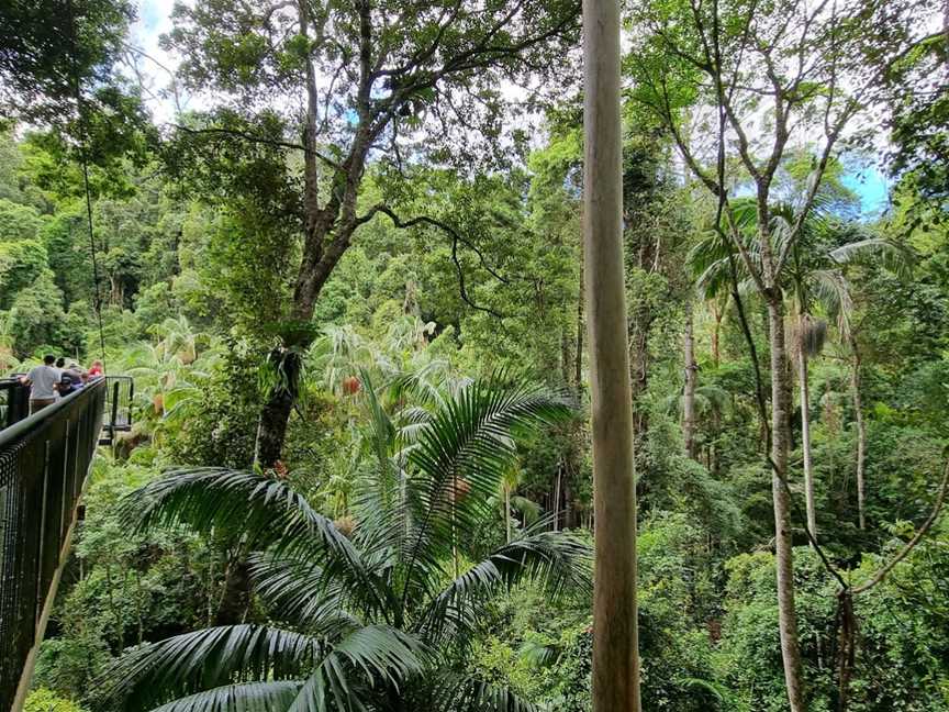 Tamborine Rainforest Skywalk, Tamborine Mountain, QLD